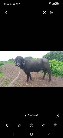 પાડો વેસવાનો સે