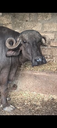 પેલું વેતર વેશવાની