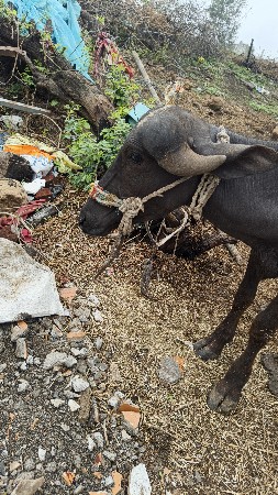 4. પાડિ વેંચવા નિ છે