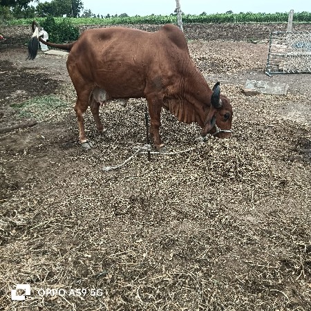 ગાય વેચવાની