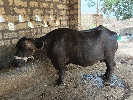 વેતર 3