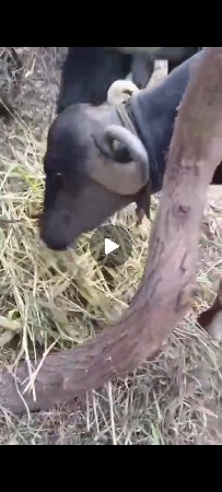 જાફરાબાદી ખડાય છે