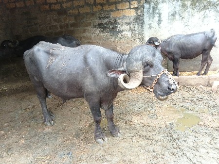 પાડો વેસવાનો સે
