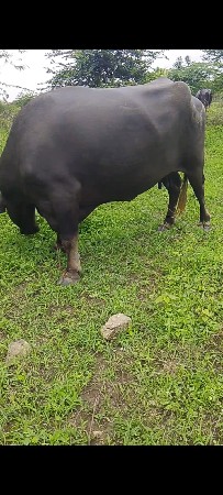 ભેસવેસવાનીસે