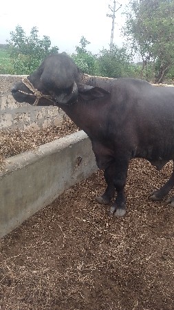 મેરૂ સાગણ ઓડેદરા