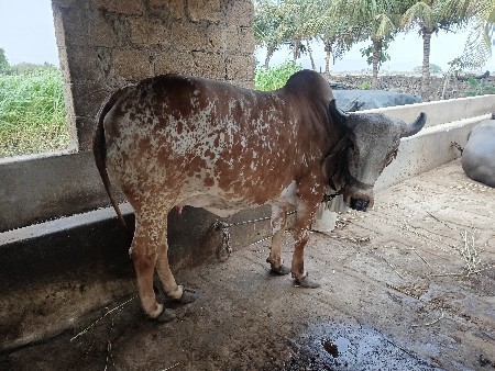 વાછડી
