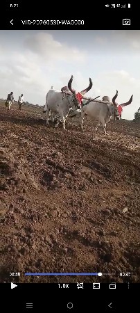 બળદ વેચવાના છે ને વાંસડા વેચવાના છે