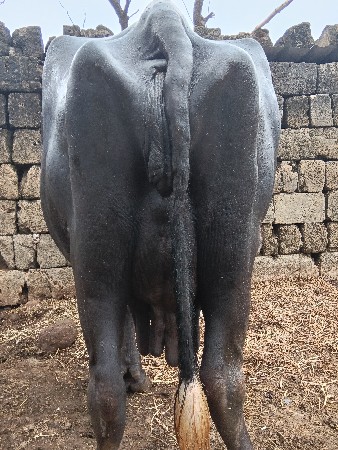 આ ભેંસ વેચવાની છે