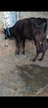 2 HF ગાયું વેસવાનિ છે