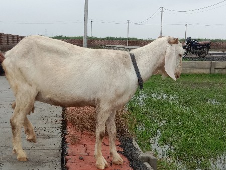 6 
દાત