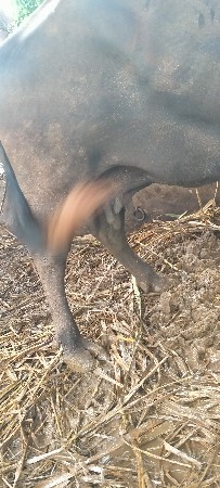ભેંસ વેચવાની છે