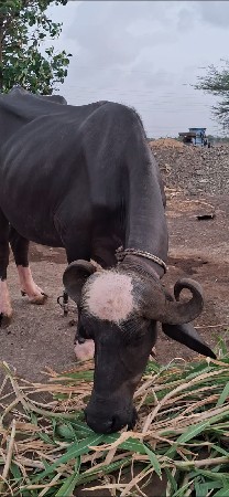 બે ભેંસ વેચવાની છે