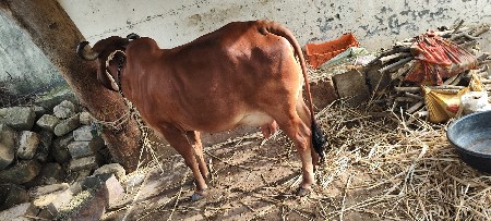 દેશી ગાય