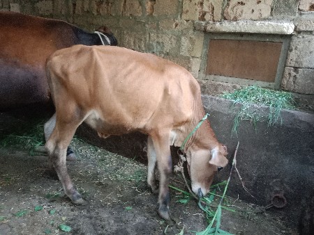 જર્સી વાસળી વેચવાની
