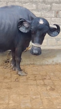 ભેંશ વેચવાની
