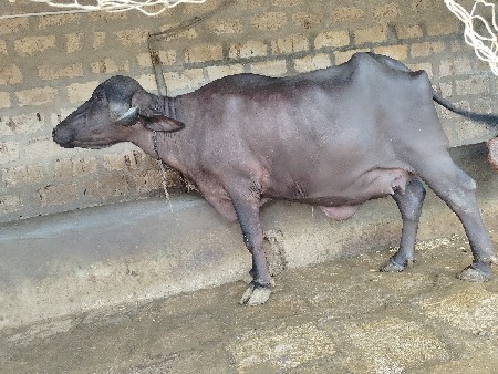 ભેંસ વેચવાની છે