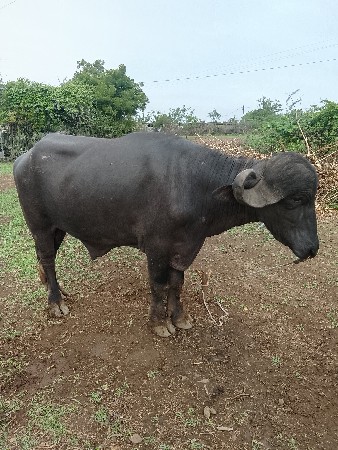 આ એક વાડા નો પાડો વેચવાનો છ
