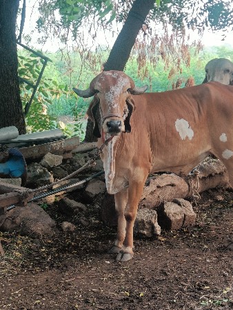 હોડકી 2.5 વરસની  મોહનખુટનીછે