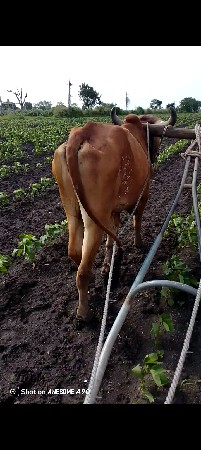 ગોઢલો વેચવા નો છે