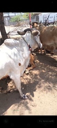 ઓડકા ગાભણા