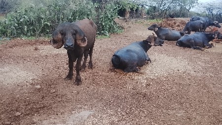 પાડો વેચવાનો છે