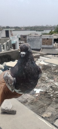 bhopali mel