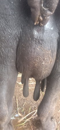 ભેંસ વેચવાની છે