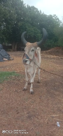 બરધ વેચવાનો છે