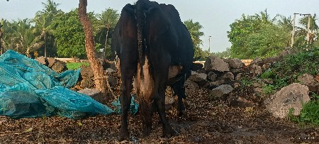 hf વેચવાની છે