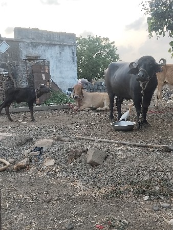 2 બીજું વેતર છે