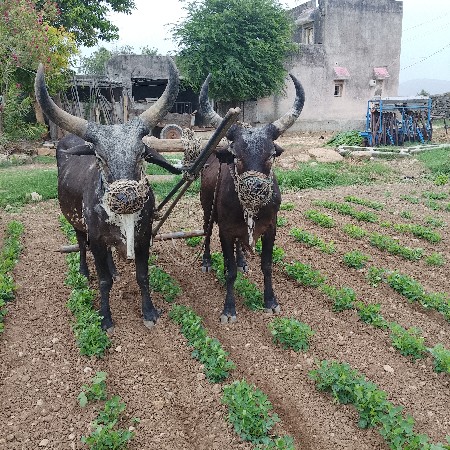 ગોધરા વેચવાના છે