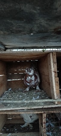 માદી સે ઈંડા 1 વખત દીધા