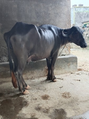 પેલા વેતર ની ખળેલી વેચવાની છે