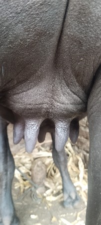 પેલું વેતર