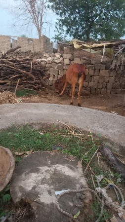 ગાઈદૅવાનીછૅ