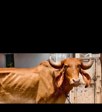 સાટા માં જર્સી ગાય લેવા ની સે દુજણી