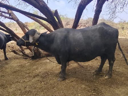 ભેંસ  વેચવાની છે