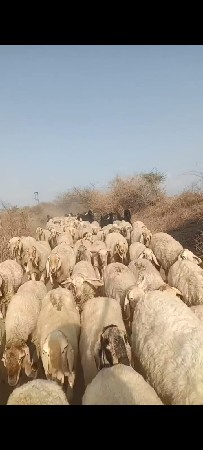 આ ‌ગાડર વેસવા ના છે ૩૦વીહાલછે