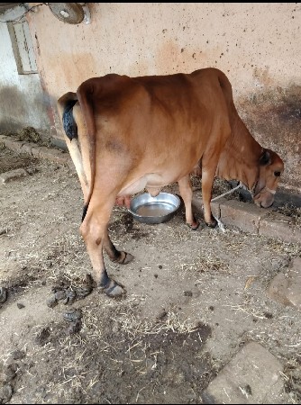 ગાય વેચવાની છે