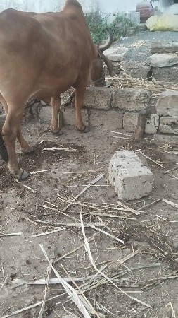 9879310913 નંબર ફોન કરવો