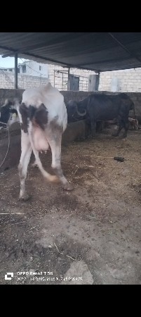 યે સબ ગાય