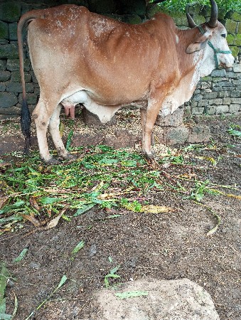 ગાય વેચવાની છે