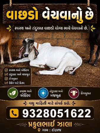 આ વાસડો વેસવાનો છેમ