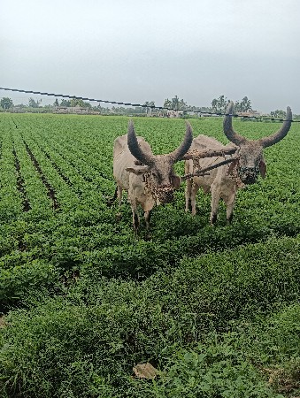 બળધ વેસવાના છે