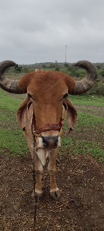 બળદ વેચવાના છે .