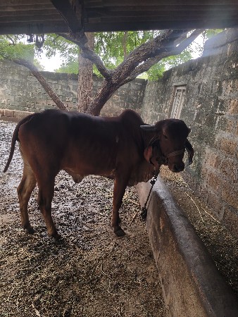 હોકી વેશવાની‌છે