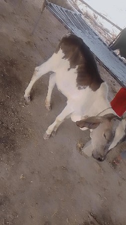 શફેદકાબરી