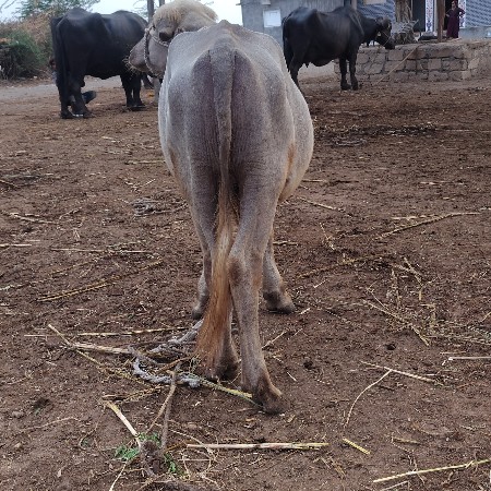 પાડો વેચવાનો છે