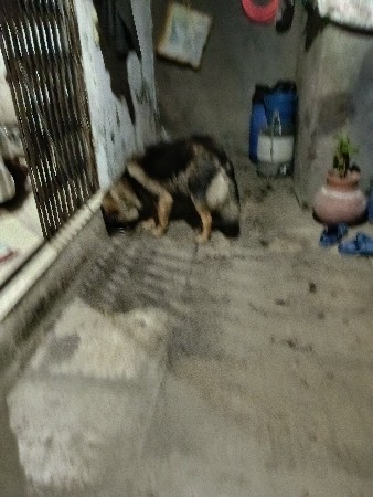 જર્મન શેફર્ડ ફિમેલ સાટા પણ કરવા છે