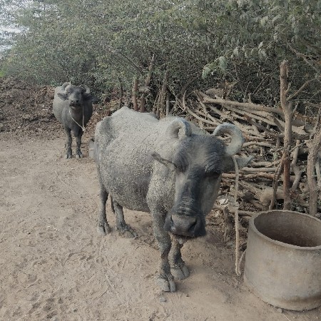 વેતર 3